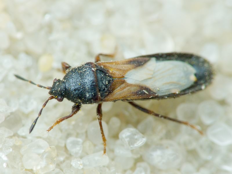 Dimorphopterus spinolae (Signoret, 1857)